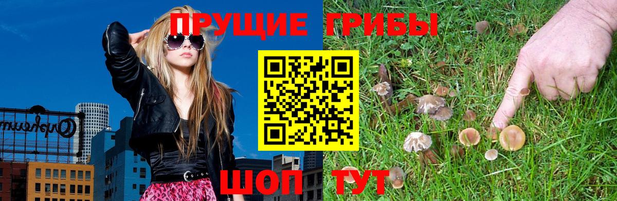 Псилоцибиновые грибы Psilocybe  Псилоцибиновые грибы ЛСД  Карталы  Вход с VPN 
